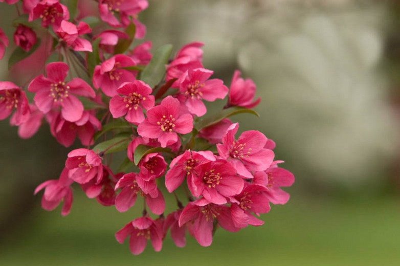 Crab Apple Tree Blossoms